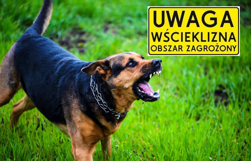 Wścieklizna na Mazowszu. Zakaz wyprowadzania psów bez smyczy [OSTRZEŻENIE]
