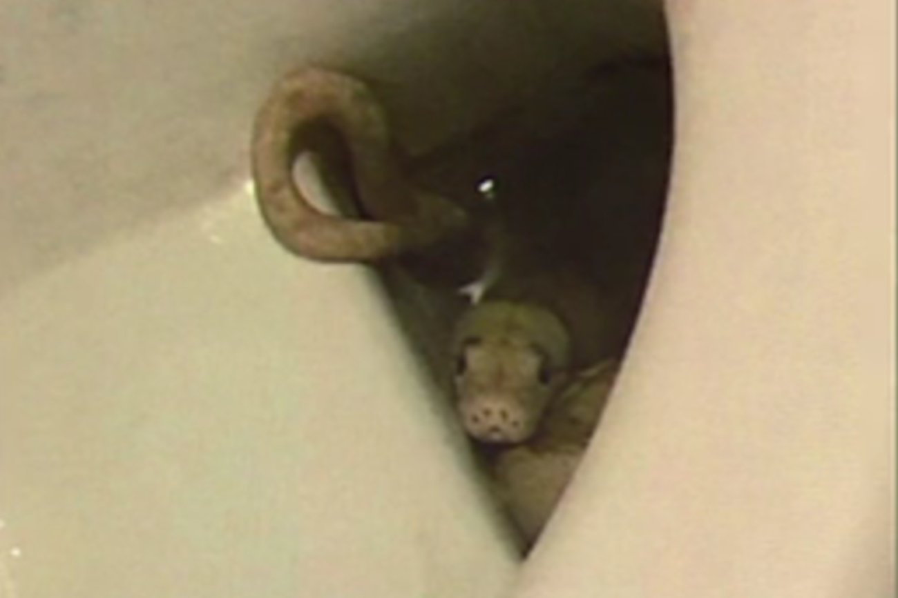 Austria. Wąż był w toalecie 65-latka z Grazu.