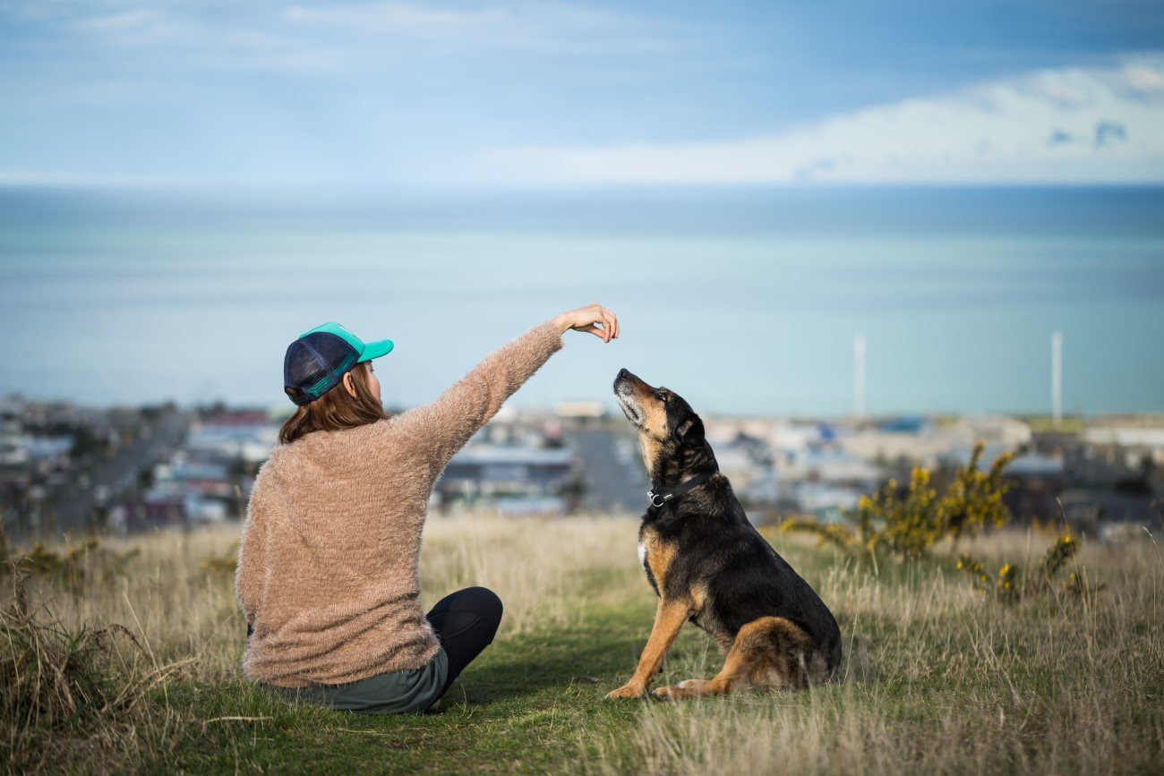 Miłość do psów możemy mieć w genach
