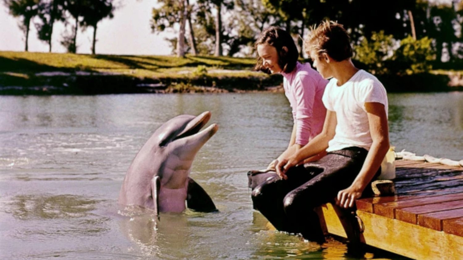 delfin w serialu "Flipper"