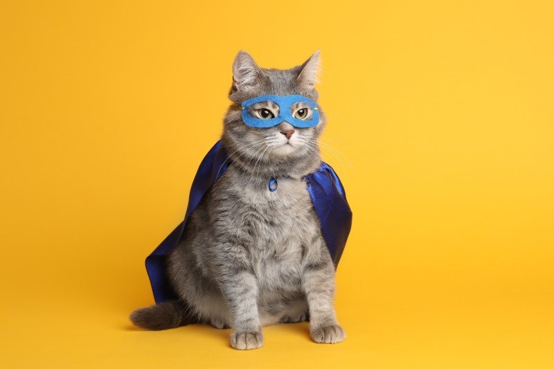 Kot superbohater (zdjęcie ilustracyjne)