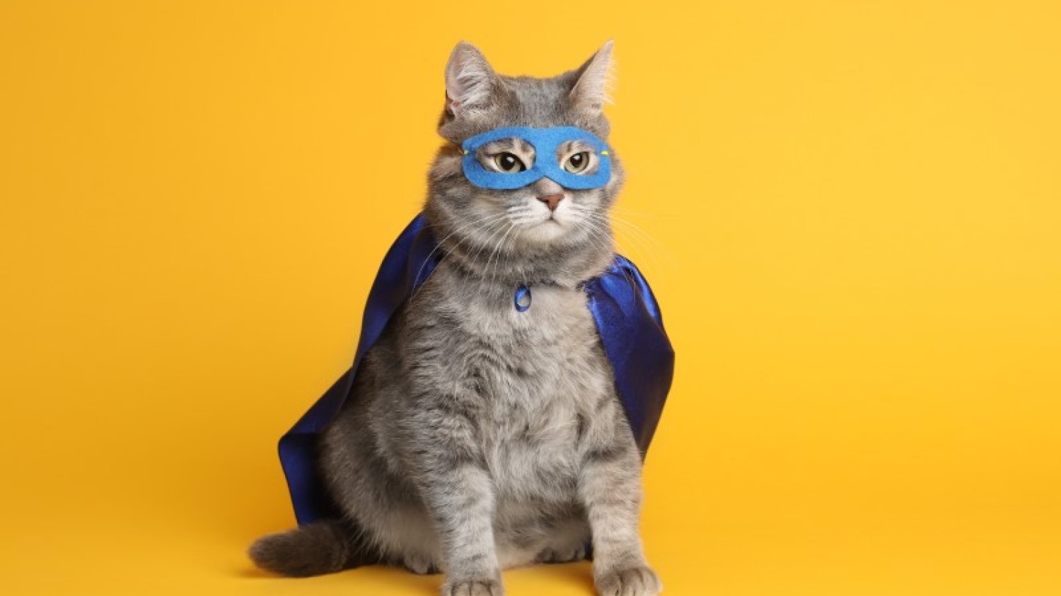 Kot superbohater (zdjęcie ilustracyjne)