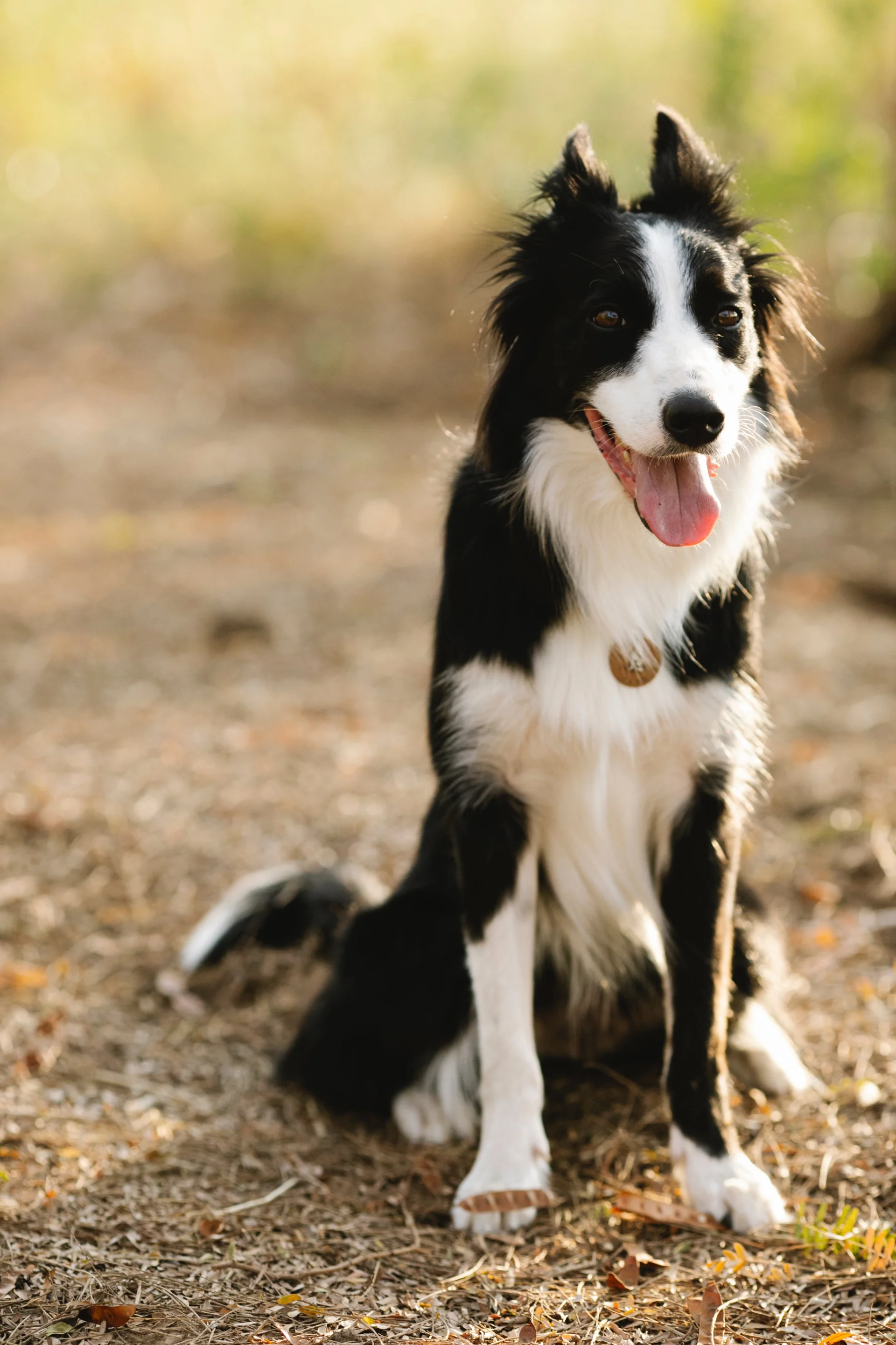 Border collie Border collie