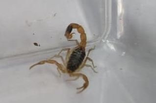 Skorpion był w jednym ze sklepów odzieżowych. Skorpion w centrum handlowym w Toruniu.