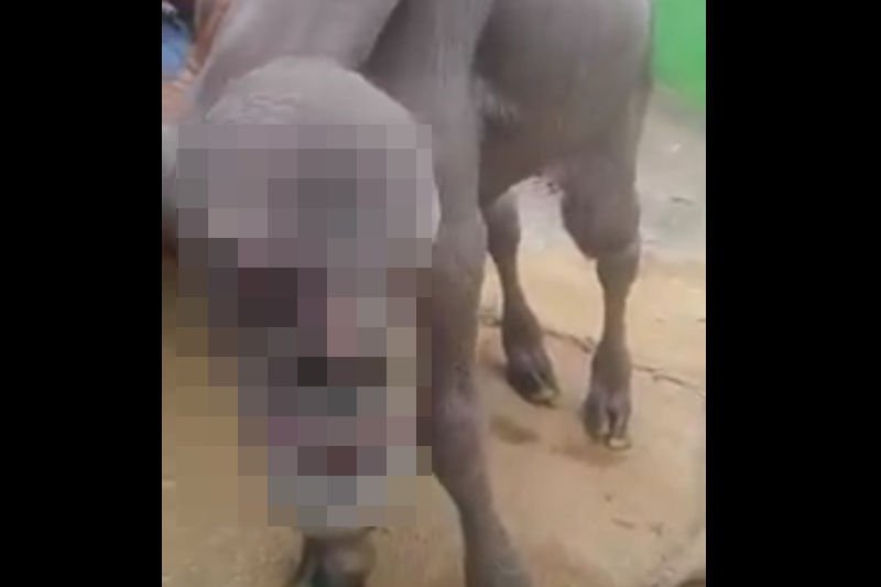 Koza z "diabelską twarzą". Internauci na całym świecie są wstrząśnięci tym widokiem.