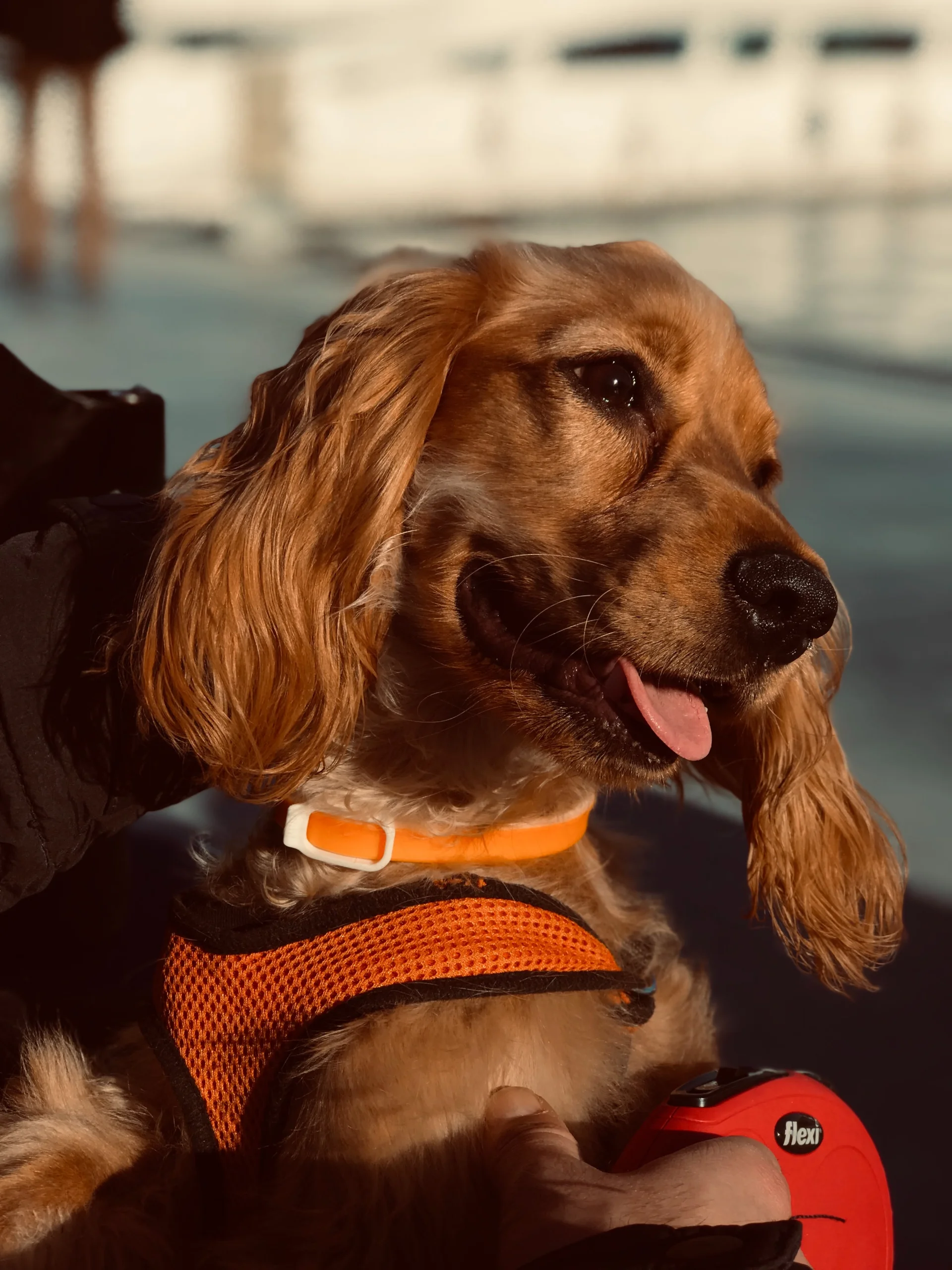 Cocker spaniel angielski Cocker spaniel angielski