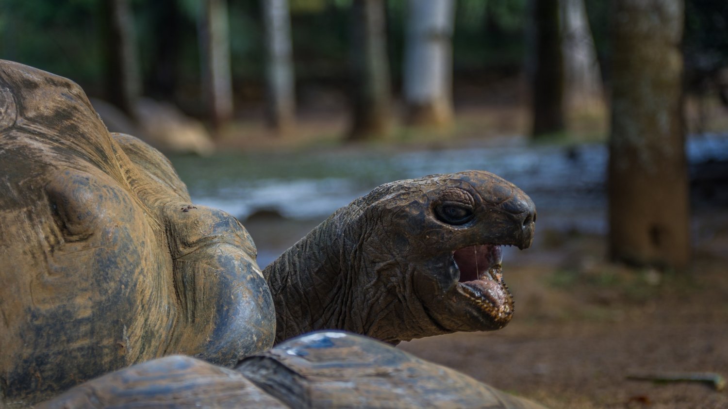 Historia miłosna z austriackiego zoo poruszyła internautów na całym świecie (zdjęcie poglądowe)