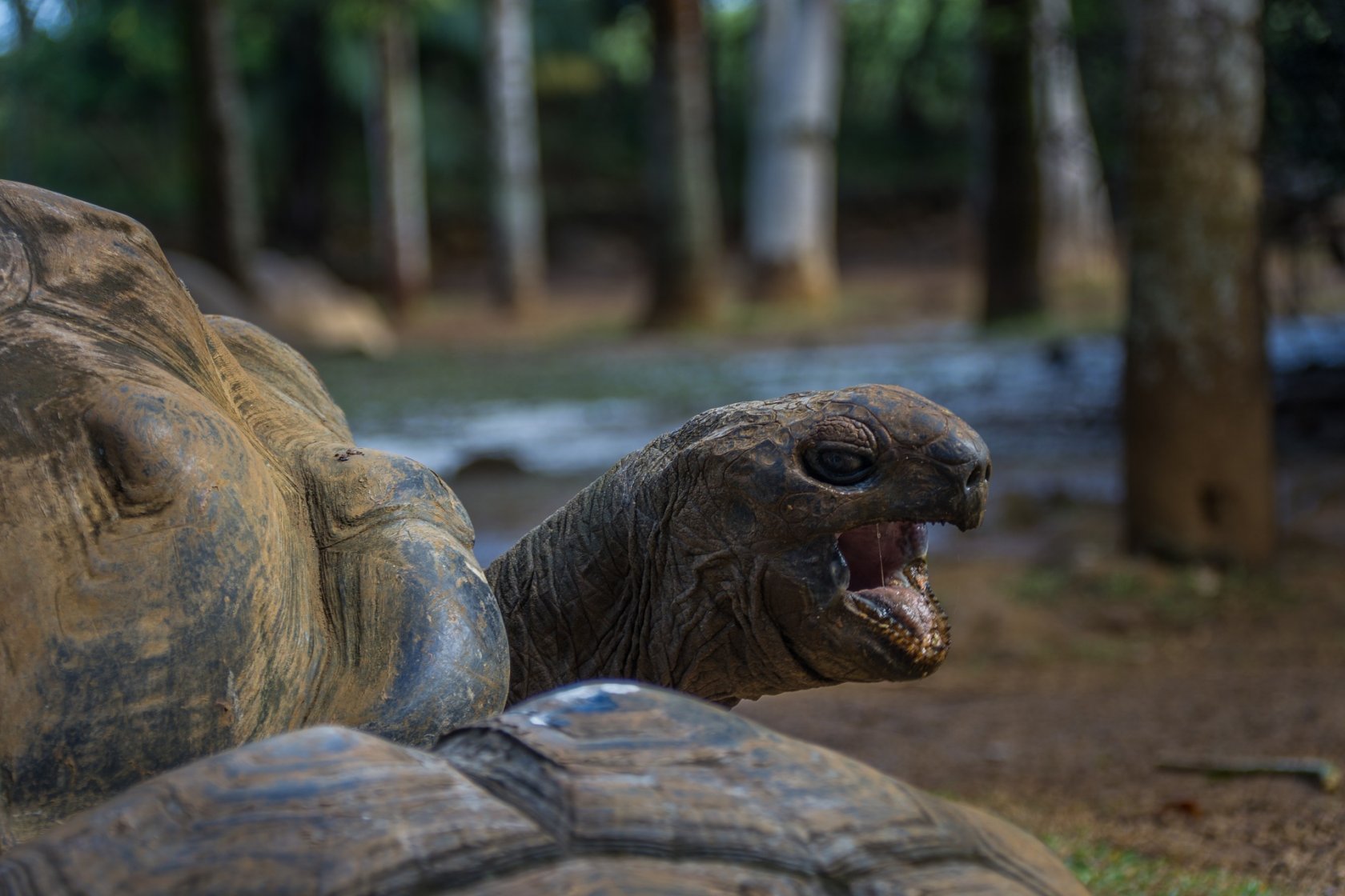 Historia miłosna z austriackiego zoo poruszyła internautów na całym świecie (zdjęcie poglądowe)