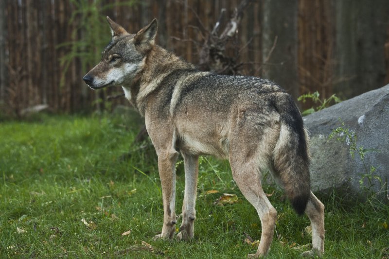 Podkarpacie: Atak wilków w Brzozowie. Jest zgoda na odstrzał max. 3 wilków