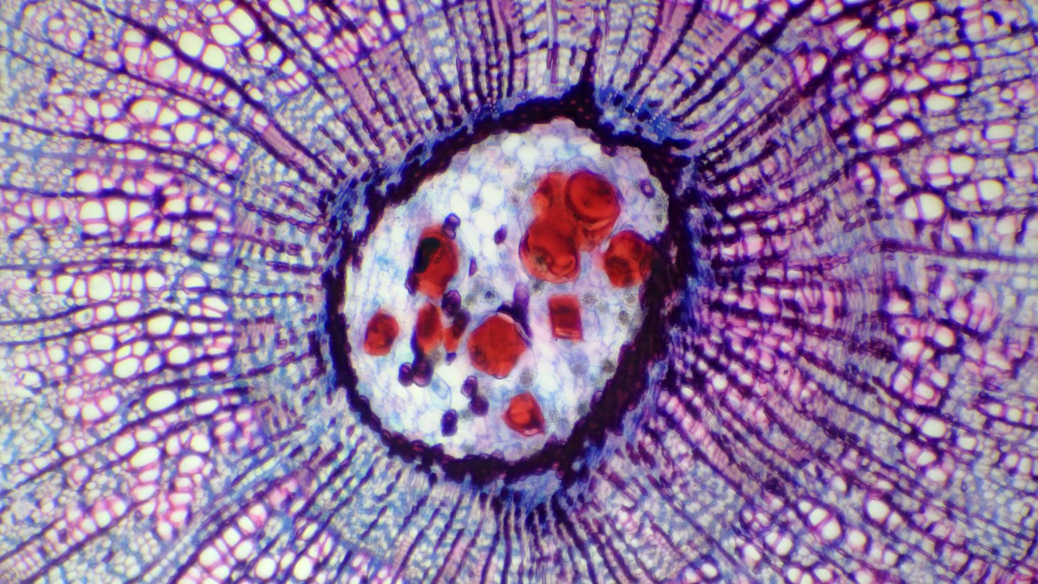 Przekrój łodygi pod mikroskopem