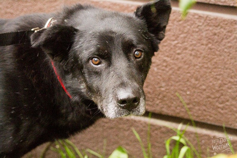 Emirek przez 12 lat czekał na nowego pana.