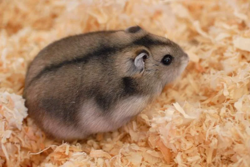 Chomik dżungarski Chomik dżungarski
