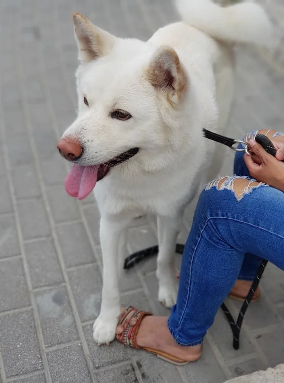 Kishu