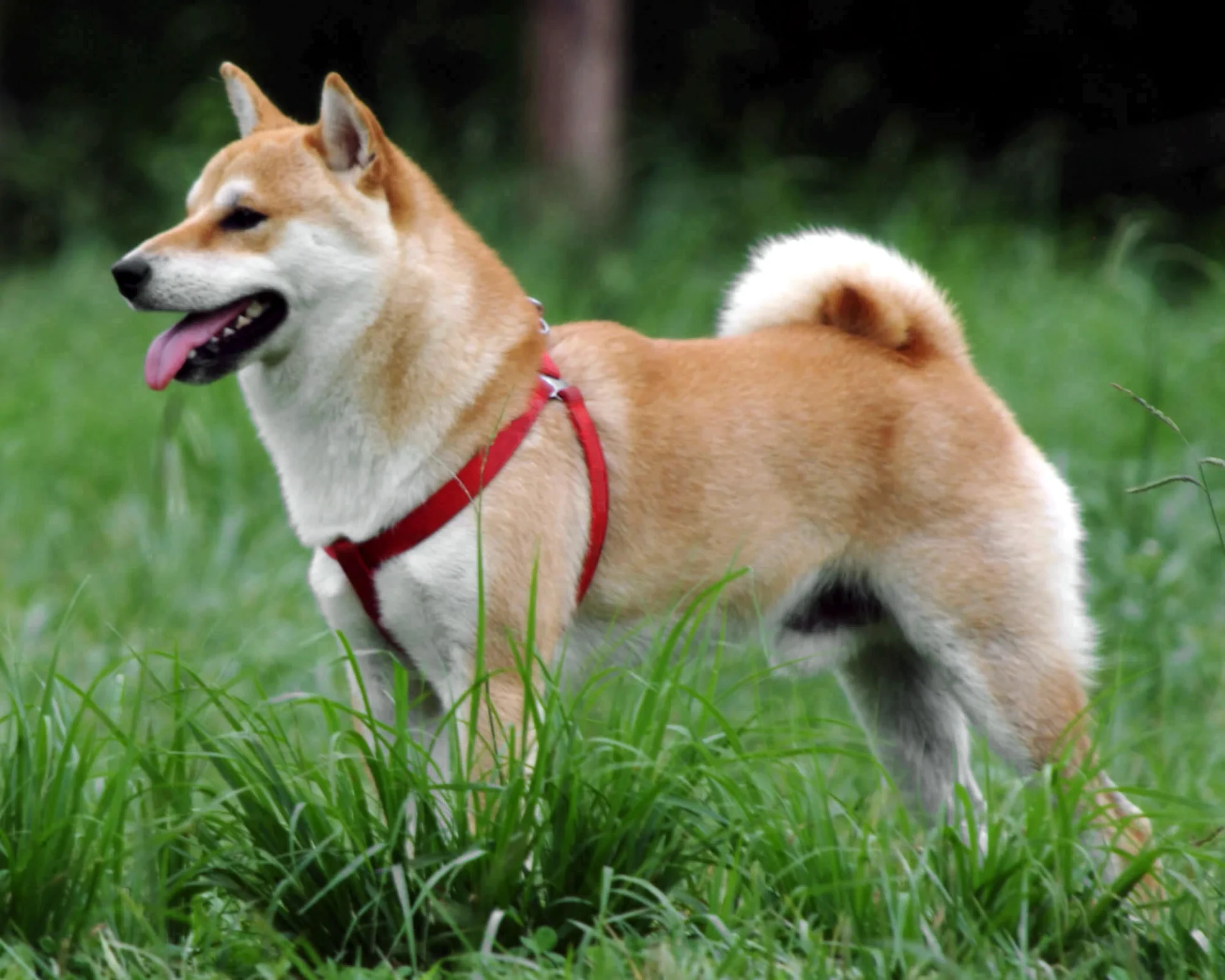  Shiba inu