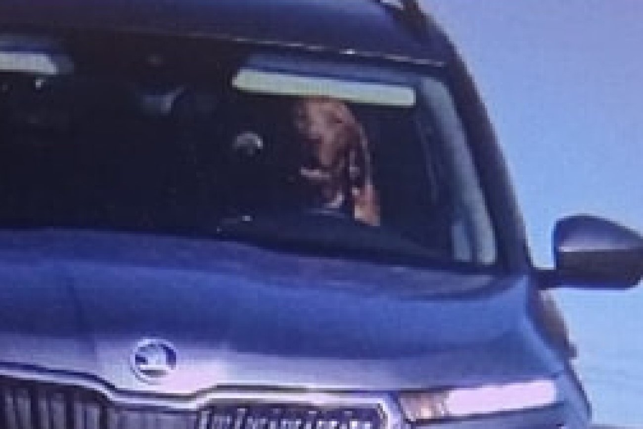 Pies za kierownicą to niecodzienny widok