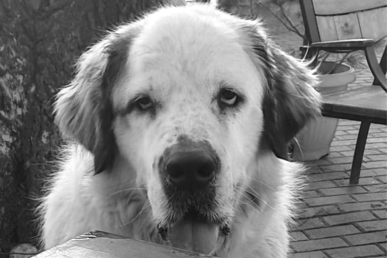 Tragiczny finał wizyty w salonie dla psów. "Po zwłoki Tosi przyjechaliśmy już z policją"