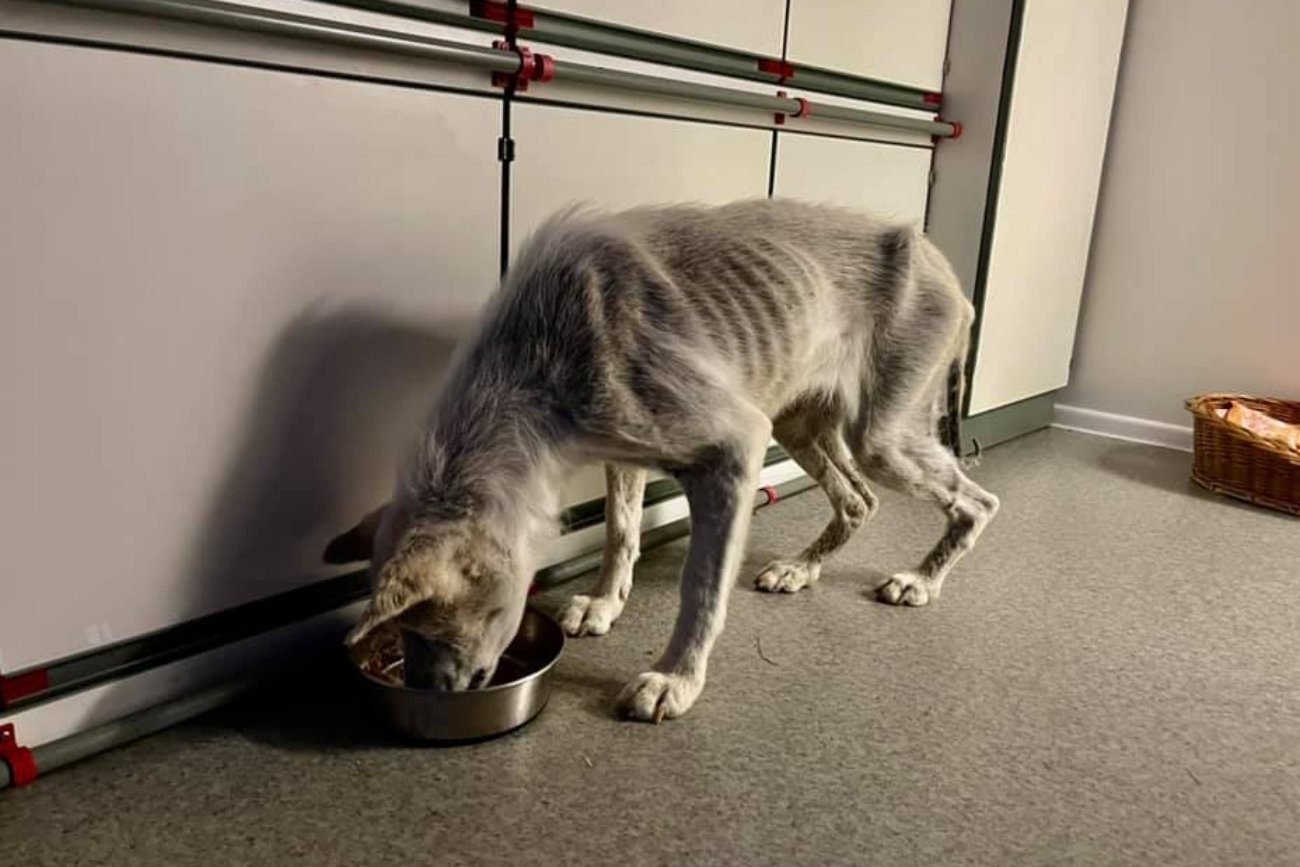 Bezduszni lekarze z Wałbrzycha zagłodzili psa. Suszka ledwo stoi na łapach