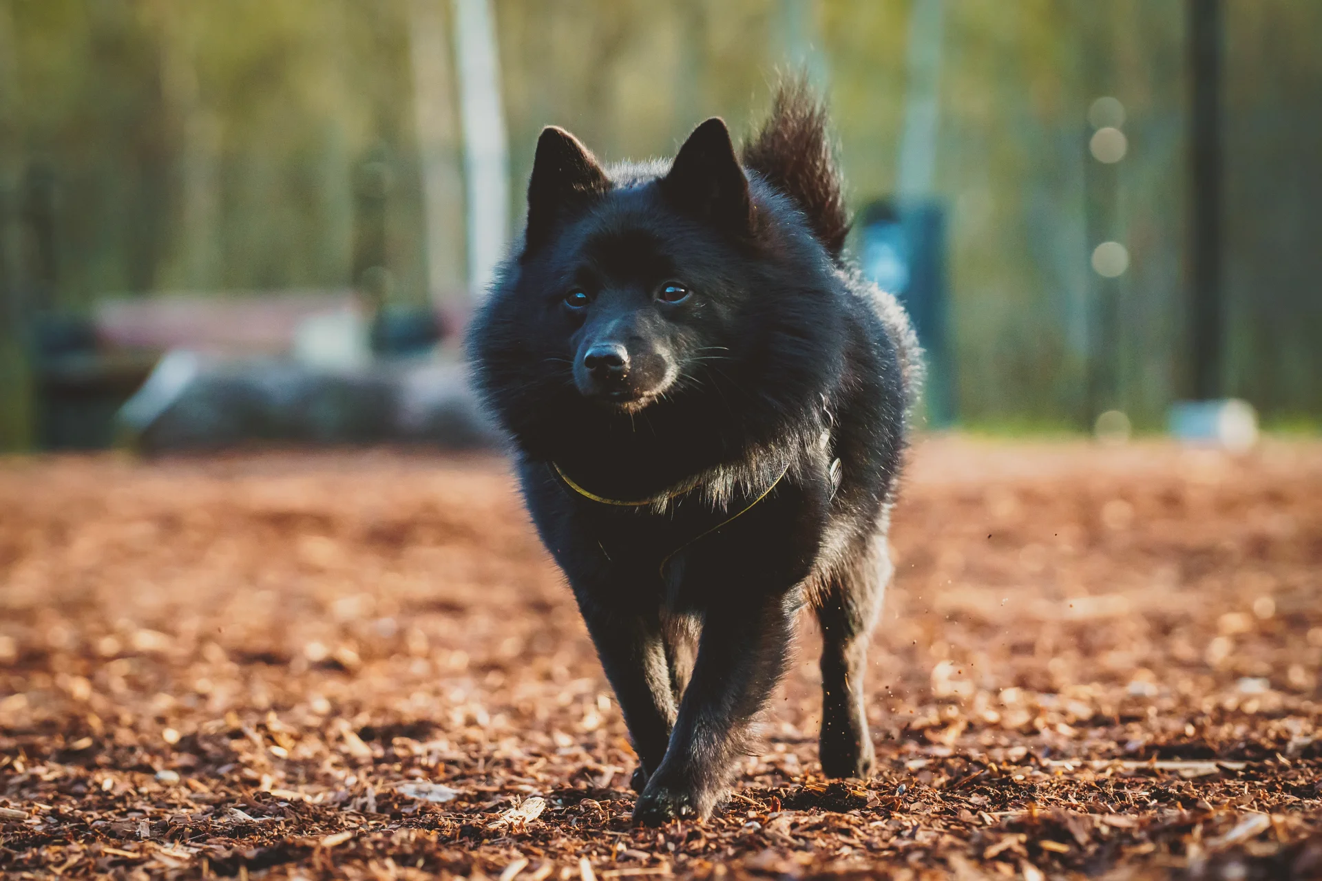 Schipperke