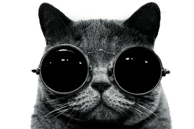 Ludzie zawsze dzielili się na zwolenników i przeciwników kotów.