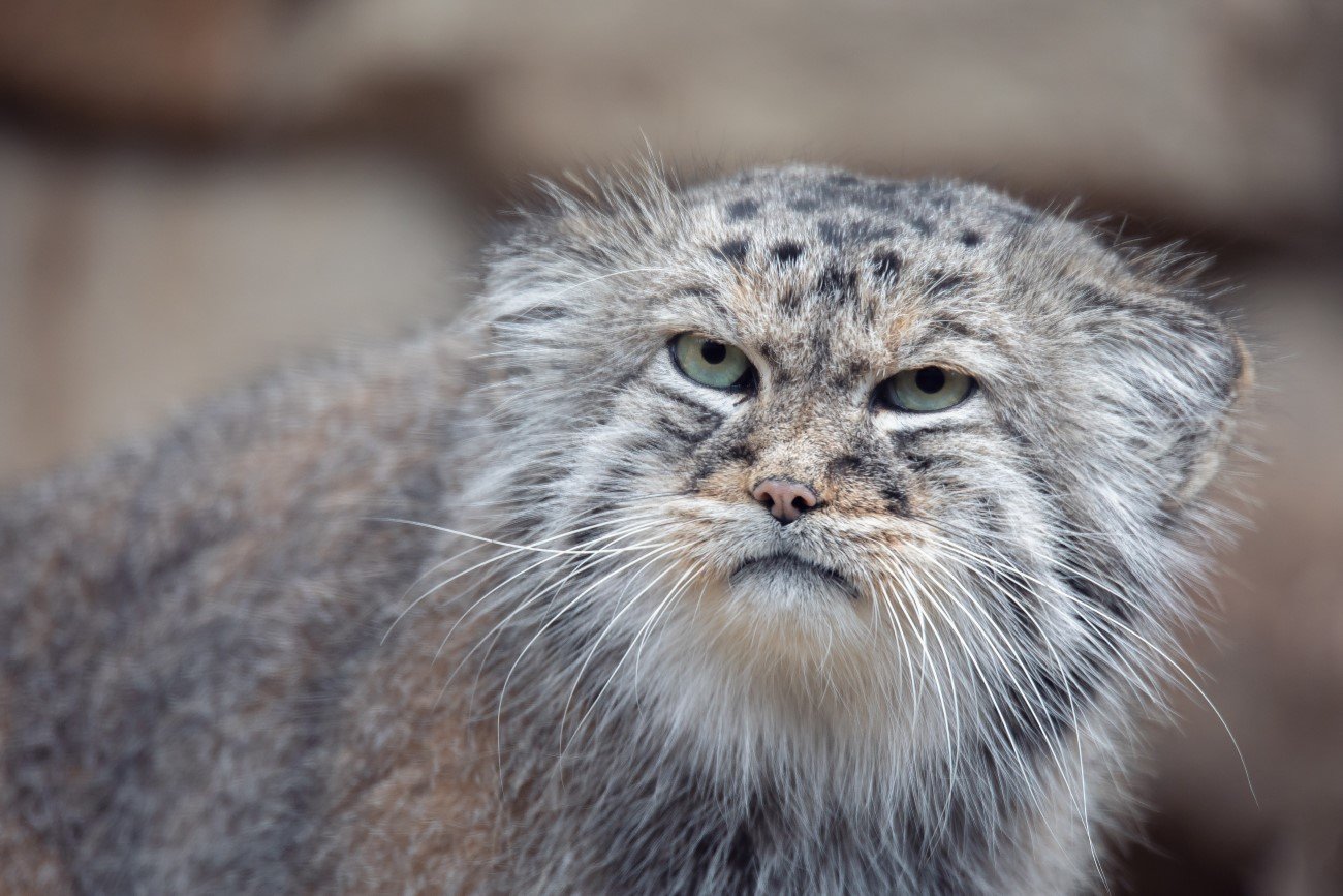 Manul stepowy (Otocolobus manul) – kot z niezadowolonym wyrazem twarzy
