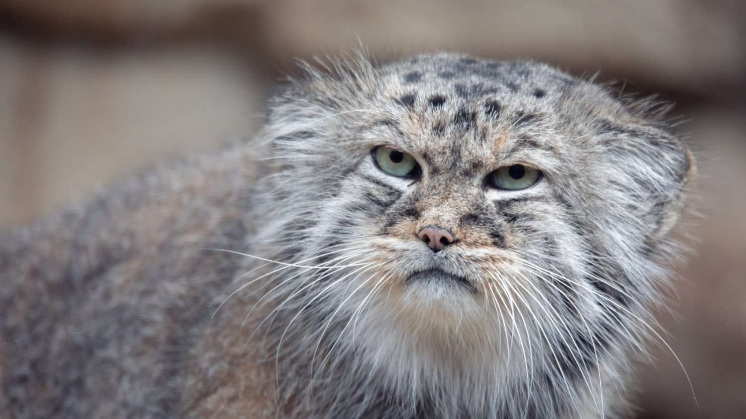 Manul stepowy (Otocolobus manul) – kot z niezadowolonym wyrazem twarzy