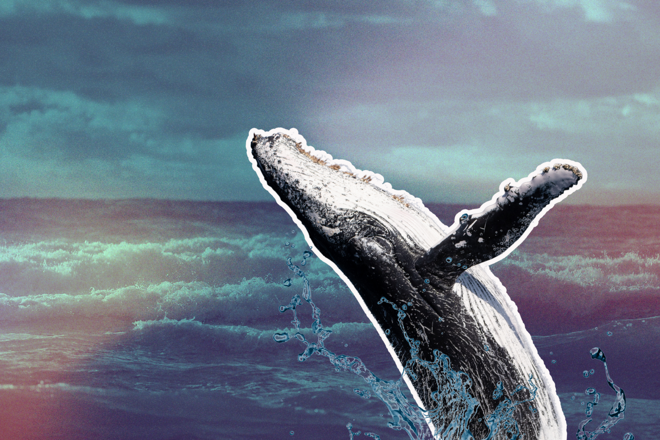 Wieloryb w Bałtyku Kolaż: wieloryb w morzu