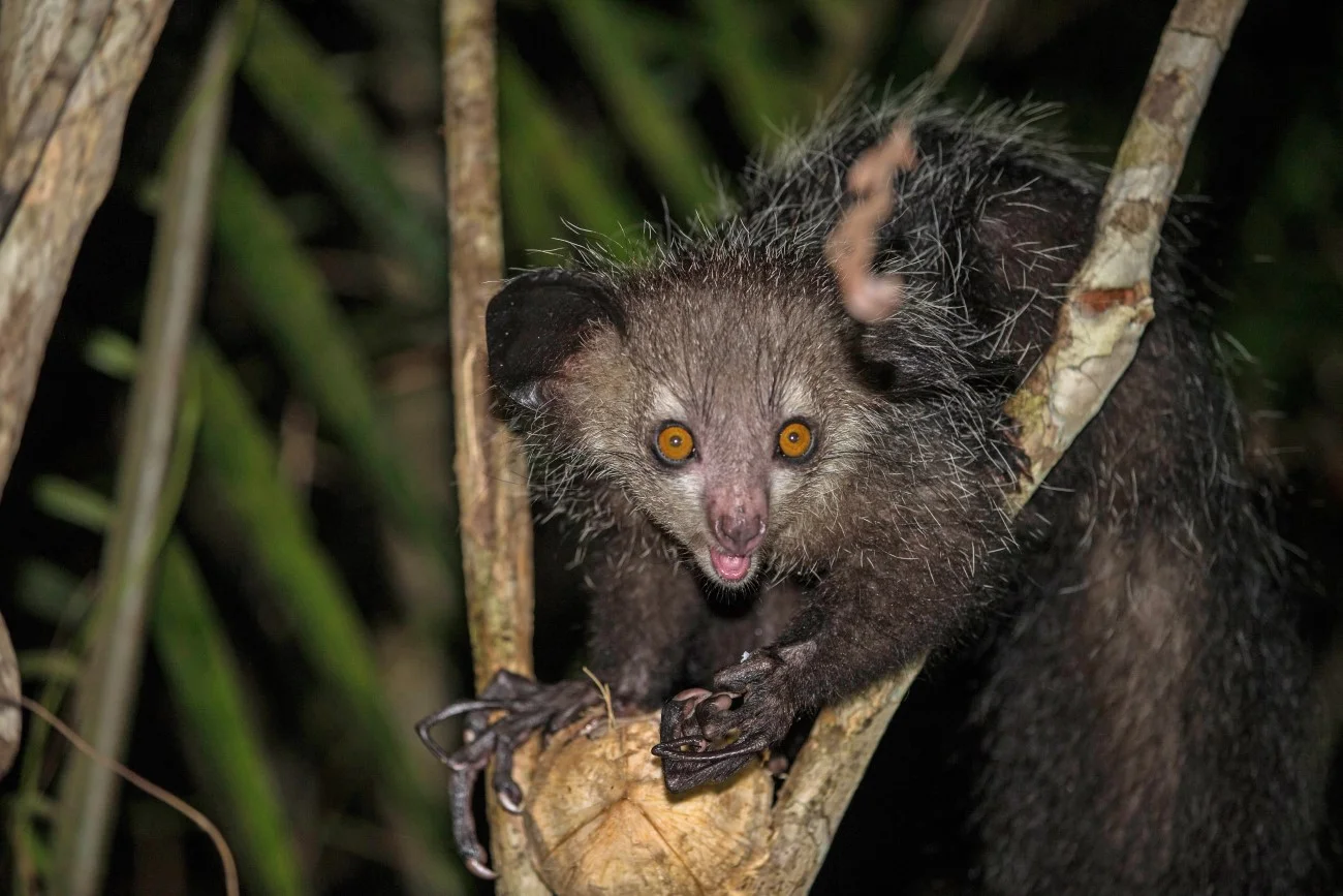 Palczak madagaskarski – jedno z najbrzydszych zwierząt na ziemi
