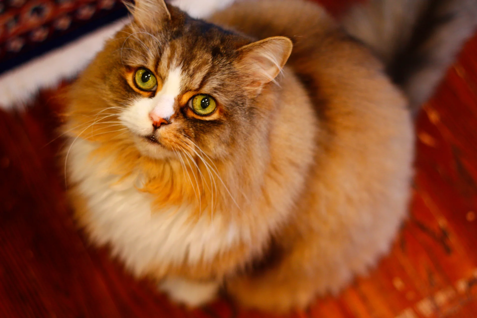 Ragamuffin