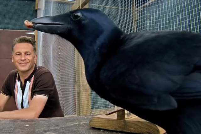 Wrona "007" oraz Chris Packham, prowadzący program "Inside the Animal Mind"