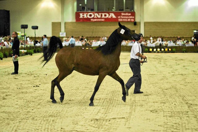 W Janowie Podlaskim zmarła cenna klacz.