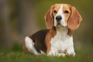 Beagle - uroczy towarzysz człowieka Beagle siedziący na trawie w bliskim kadrze