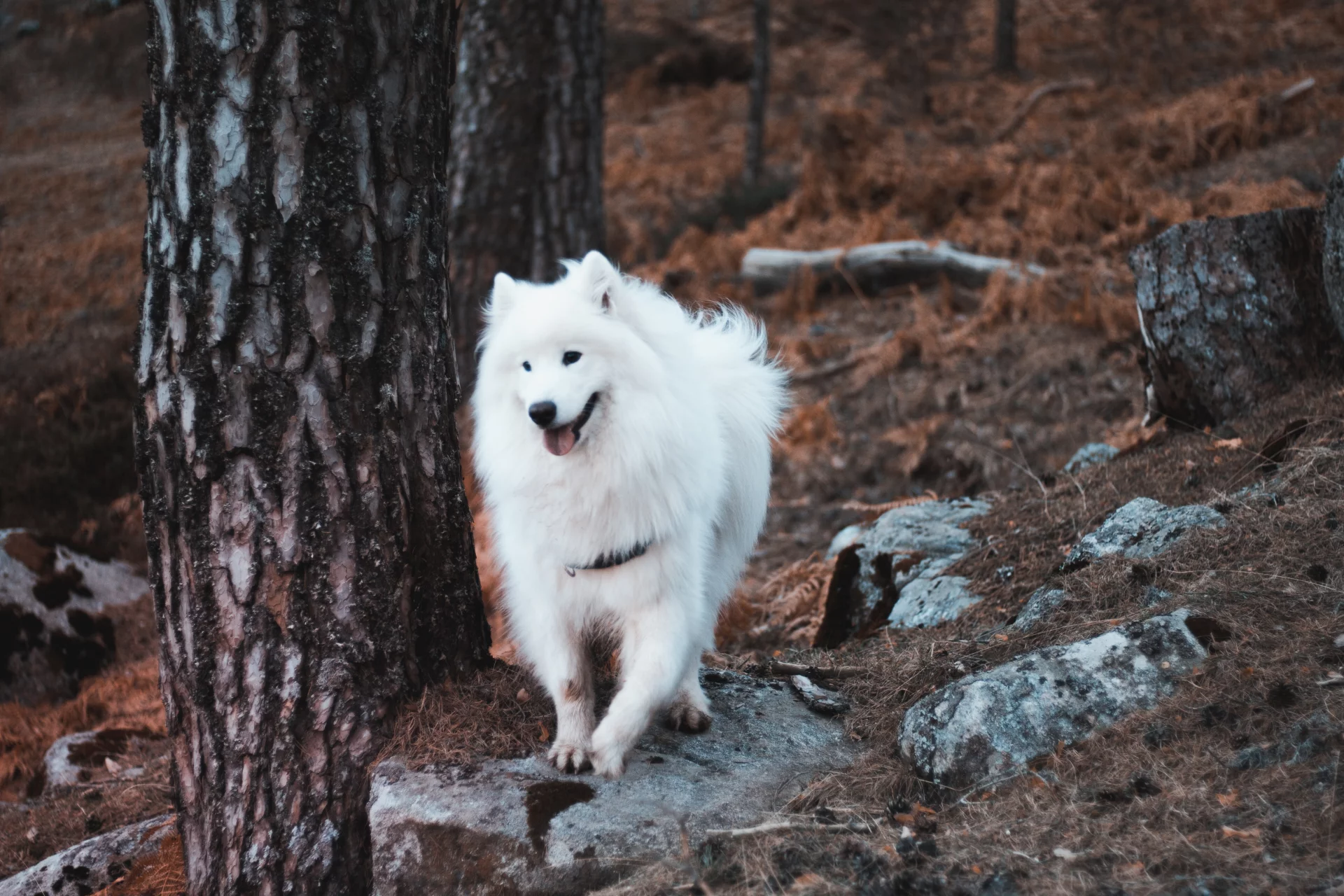 Samojed Samojed
