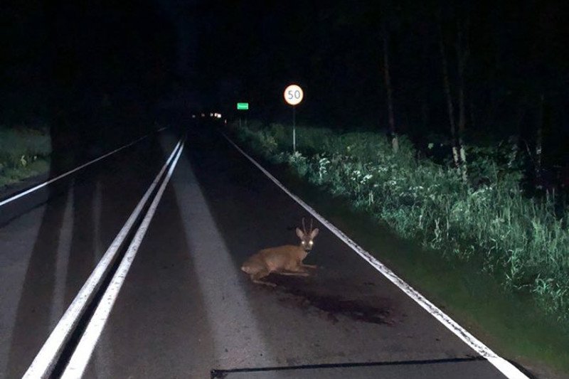 Ranny kozioł został zastrzelony na miejscu wypadku. Funkcjonariusze nie poczekali na przybycie lekarza weterynarii.