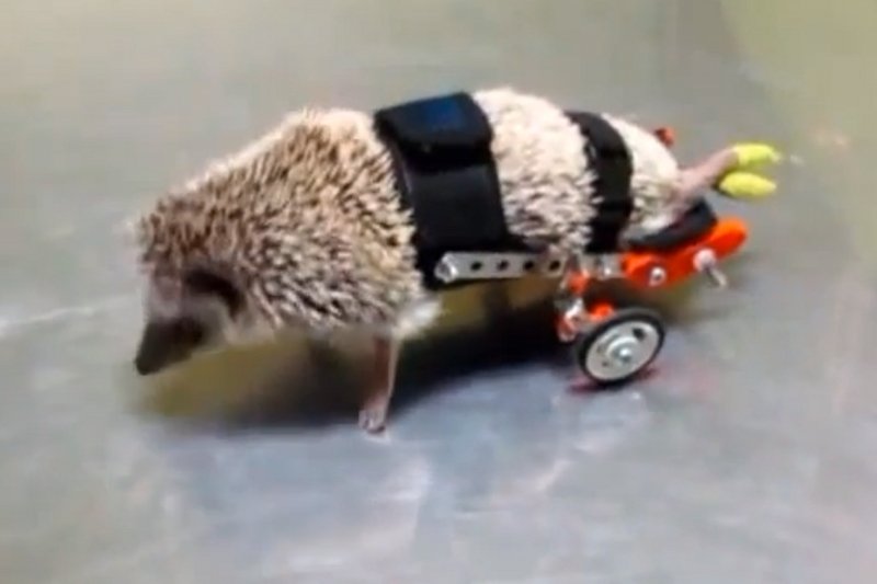 Sparaliżowany jeżyk na wózku inwalidzkim to najnowszy hit internetu