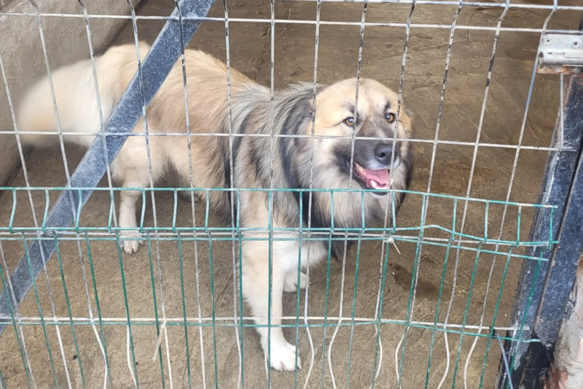 Duży kundelek w boksie schroniska