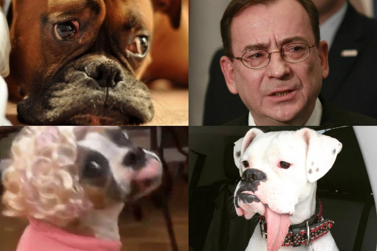 Twittera po zeznaniach Roberta Nowaczyka na temat Mariusza Kamińskiego zalały zdjęcia psów.