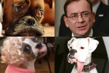 Twittera po zeznaniach Roberta Nowaczyka na temat Mariusza Kamińskiego zalały zdjęcia psów.
