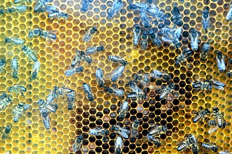 Dwa miliony pszczół zginęły na Sądecczyźnie w 2010 roku