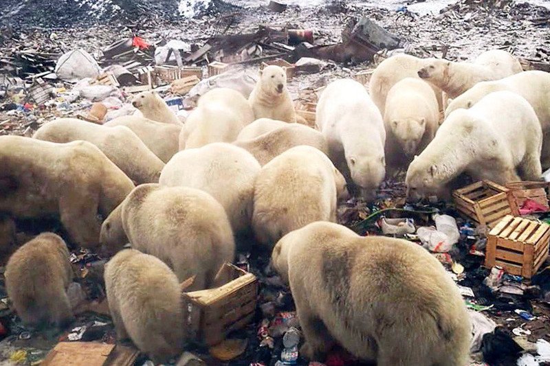 Niedźwiedzie polarne zawładnęły miejscowością położoną w rosyjskim archipelagu Nowa Ziemia.