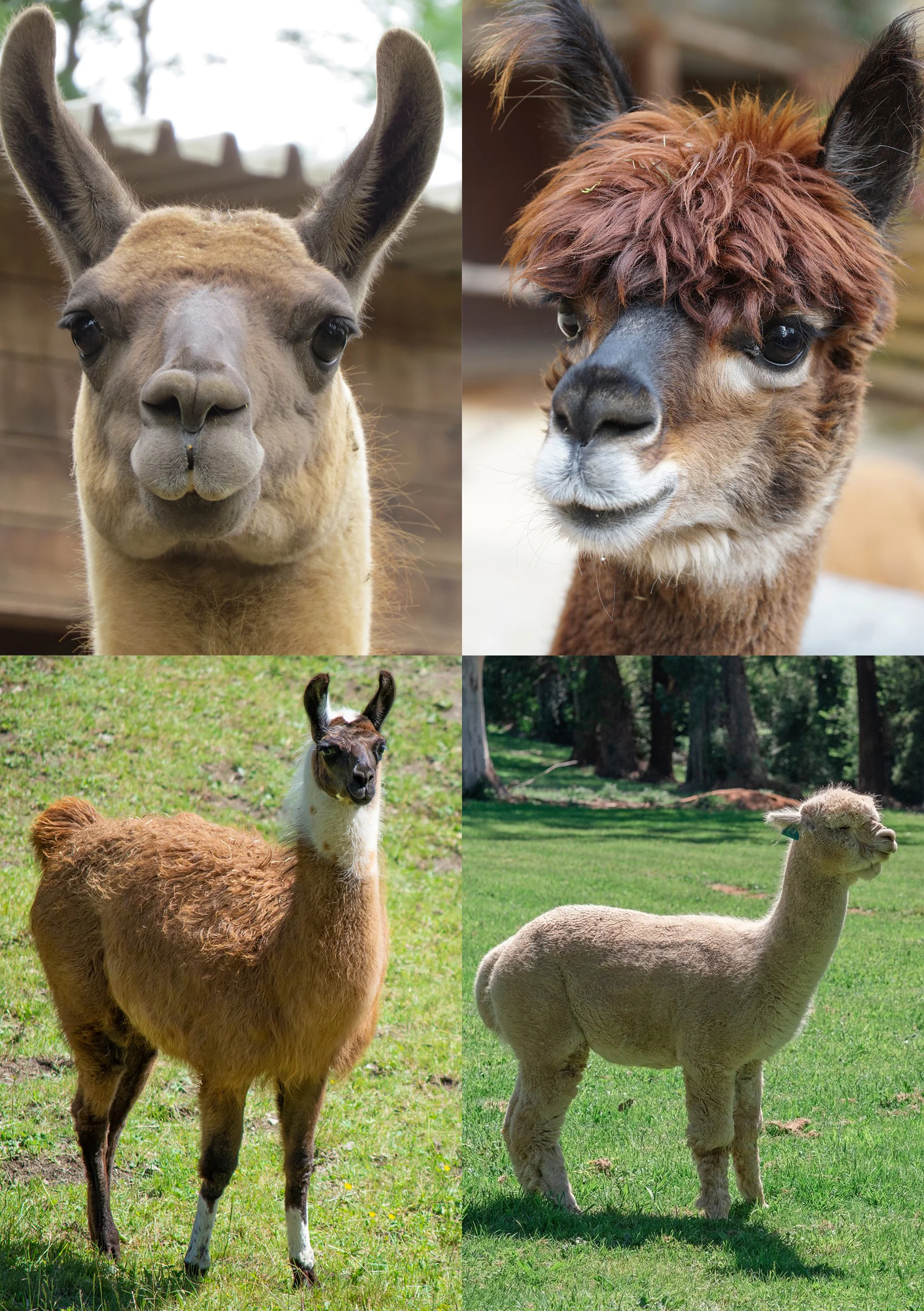Po lewej lama, po prawej alpaka