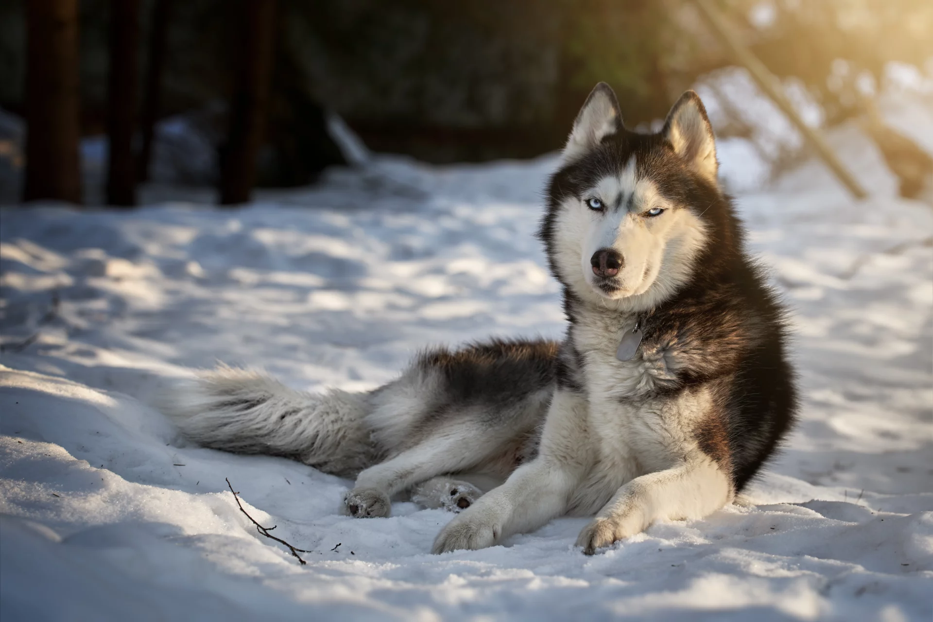 Suberyjski husky Suberyjski husky