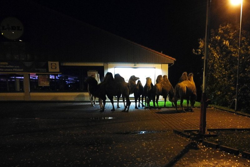 Wielbłądy czekały przed... Lidlem.