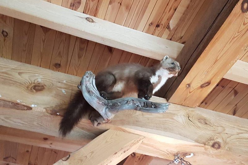 "Stodoła" ministra Szyszki, której wartość polityk PiS znacznie zaniżył w oświadczeniu majątkowym, ma być urządzona skórami i wypchanymi zwierzętami.