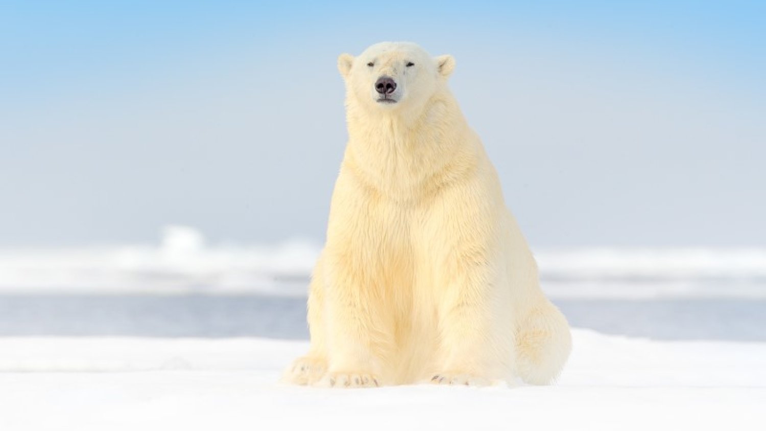 16 ciekawostek o niedźwiedziach polarnych
