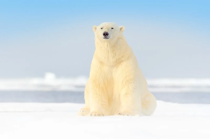 16 ciekawostek o niedźwiedziach polarnych