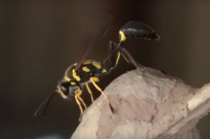 Owady te najchętniej żywią się pająkami.