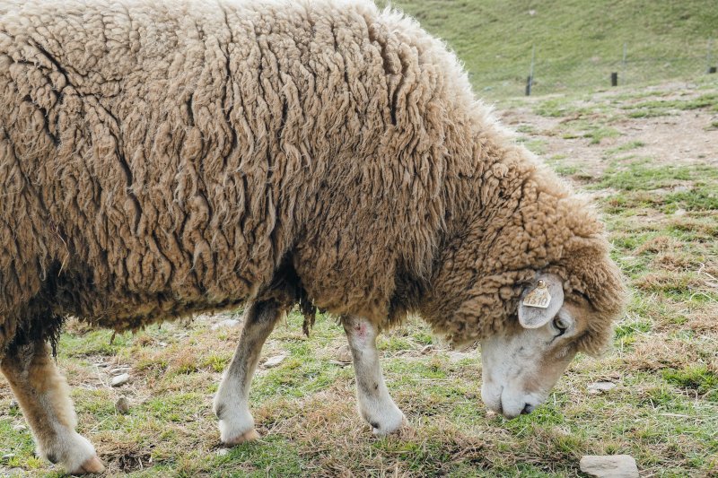Owca z Australii miała na sobie 35 kg wełny.