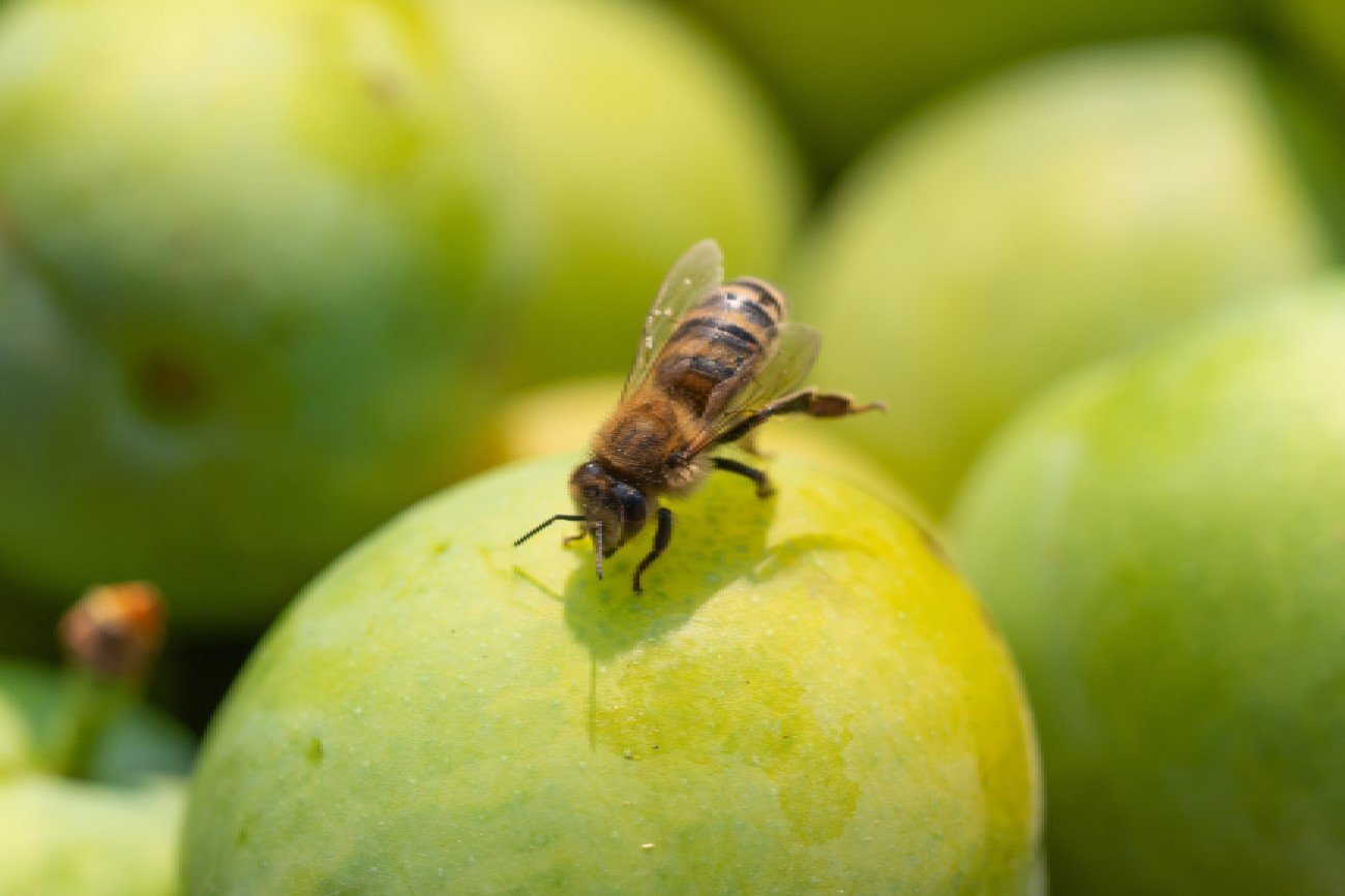 Bez pszczół przeżyjemy najwyżej 4 lata