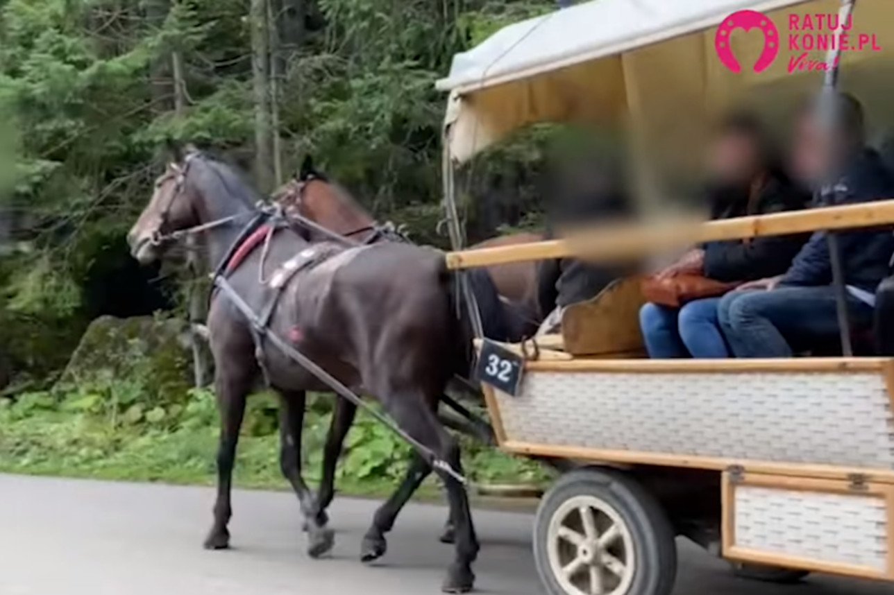 Kulał jeden z koni ciągnących fasiąg z turystami.
