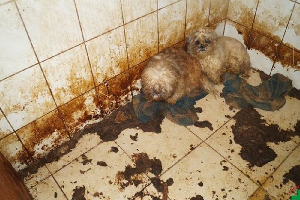 Zwierzęta były trzymane w makabrycznych warunkach.